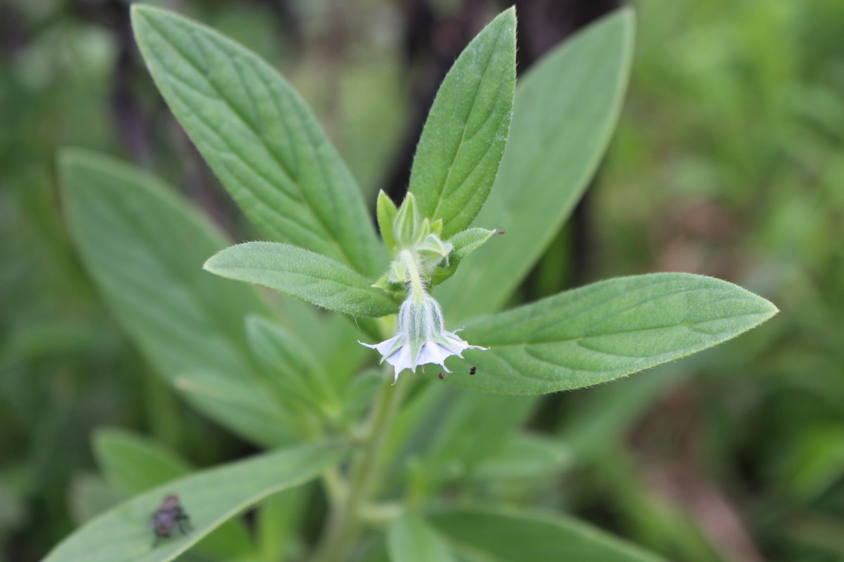 Trichodesma zeylanicum (Burm.f.) R.Br.